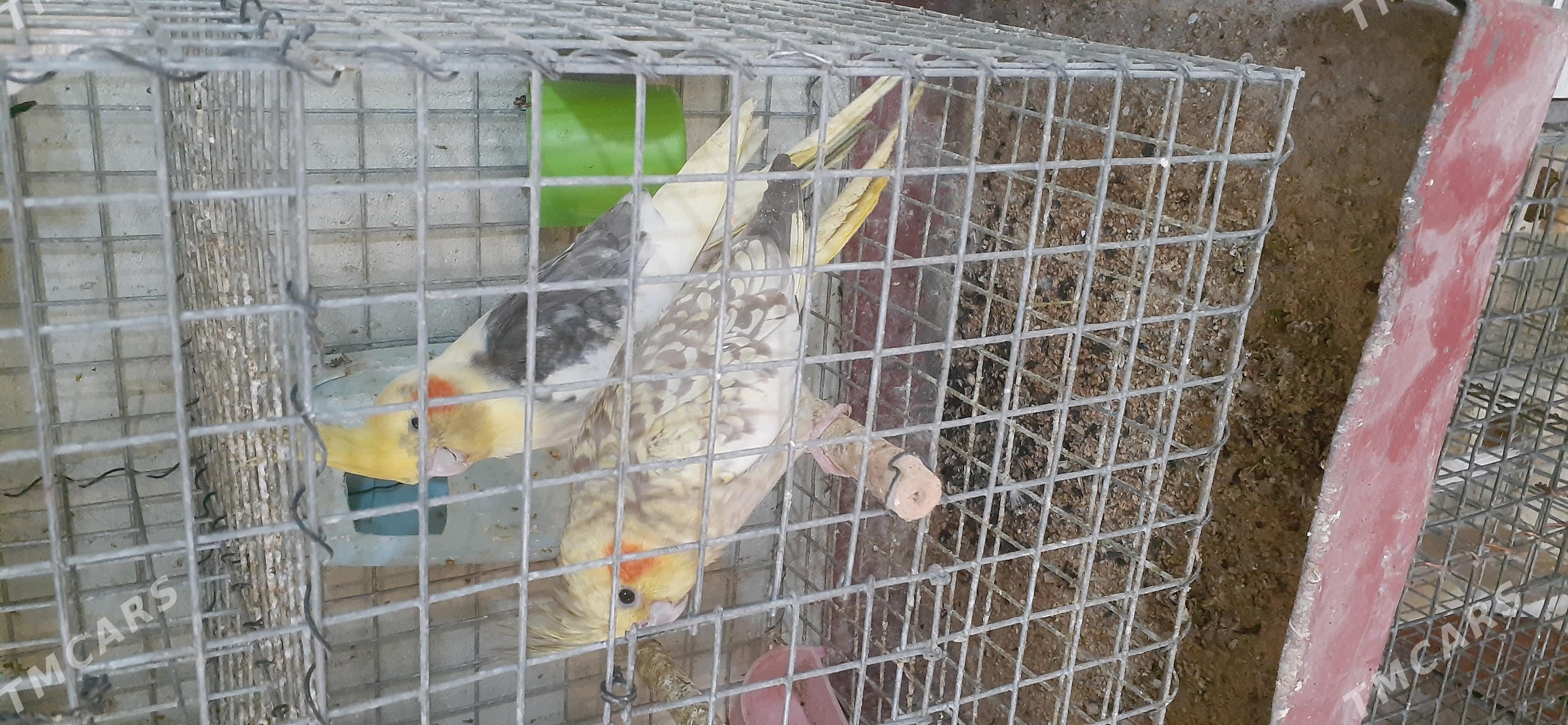 karella - Çoganly - img 3