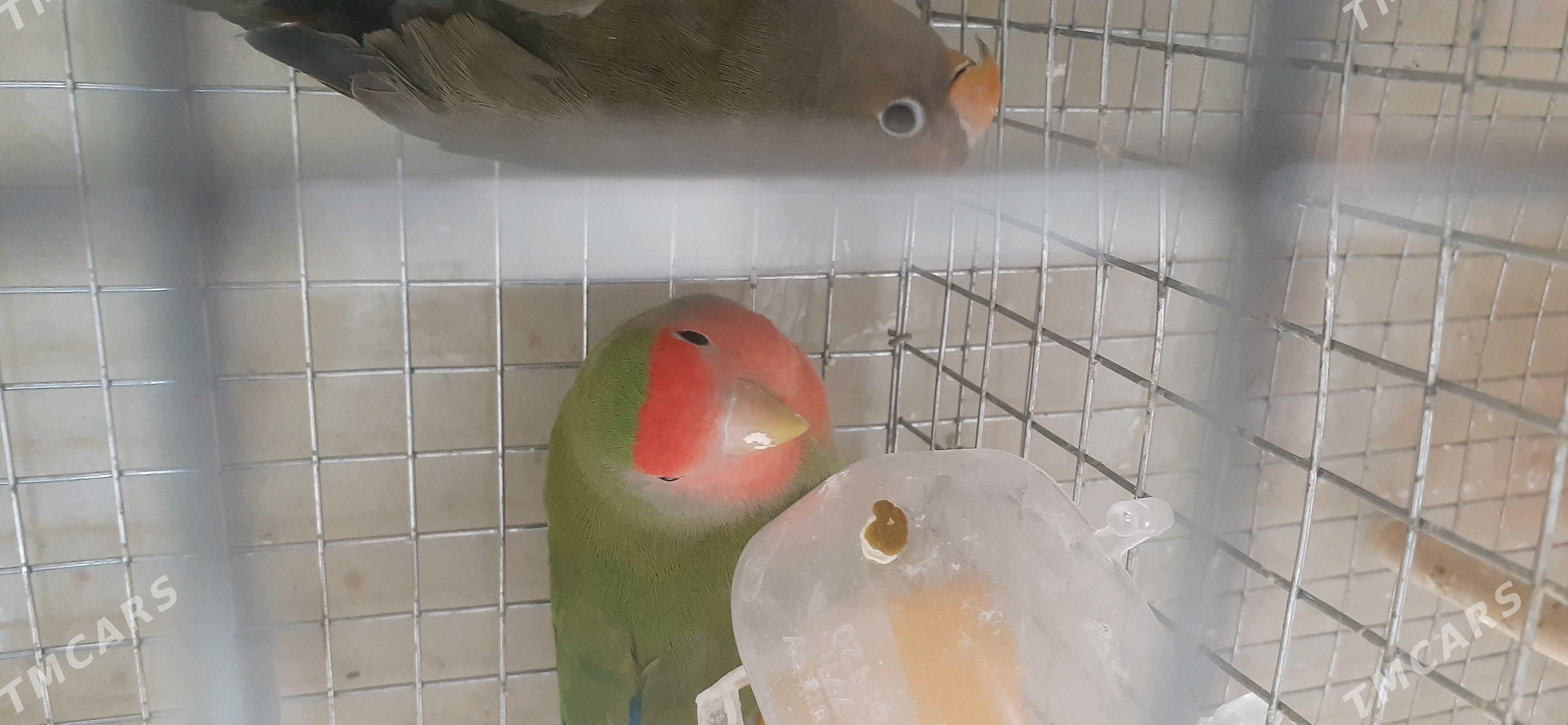 nerazluşnik - Çoganly - img 2