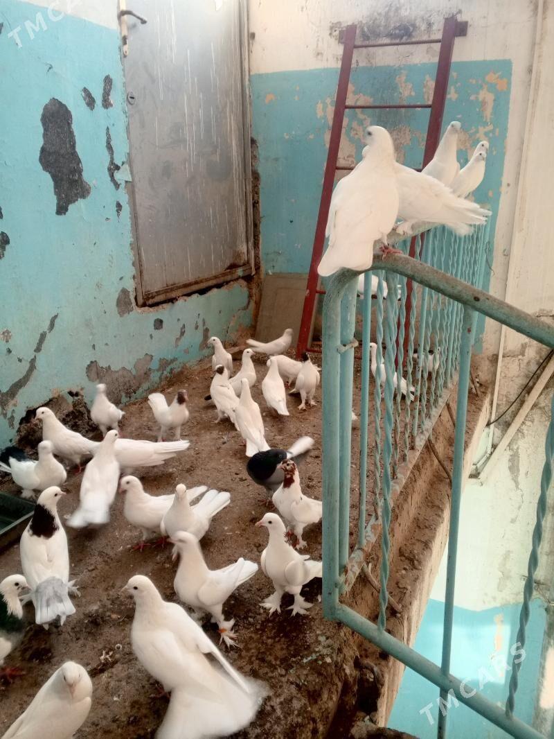 kepderi - Aşgabat - img 3