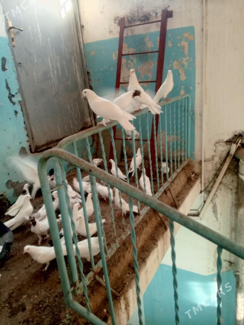 kepderi - Aşgabat - img 2