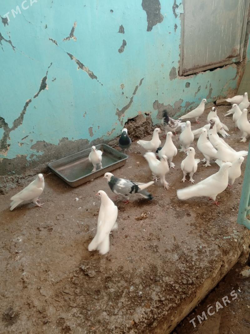 kepderi - Aşgabat - img 1