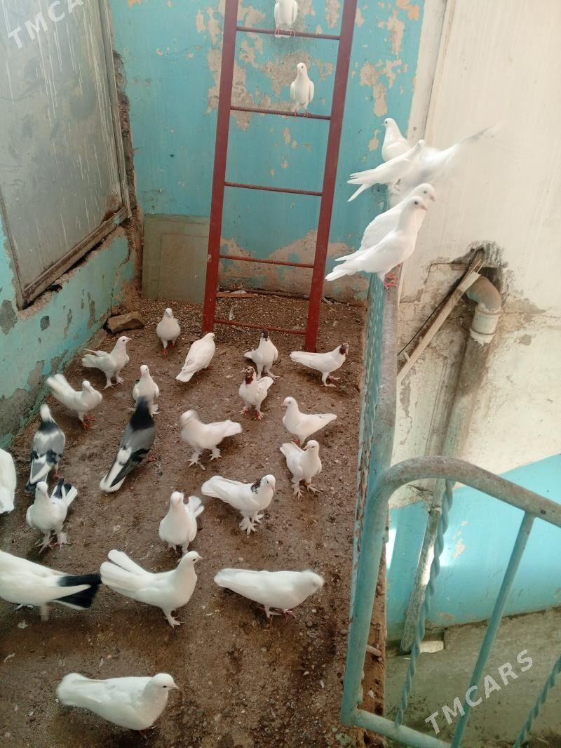 kepderi - Aşgabat - img 7