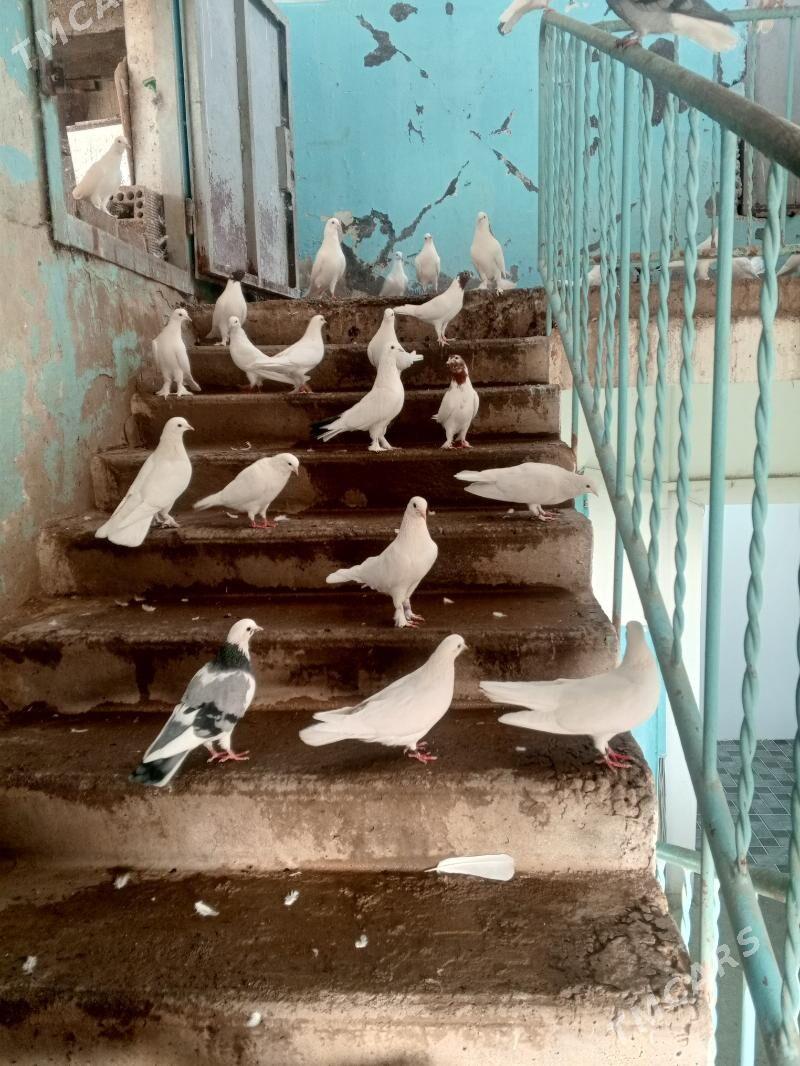 kepderi - Aşgabat - img 6