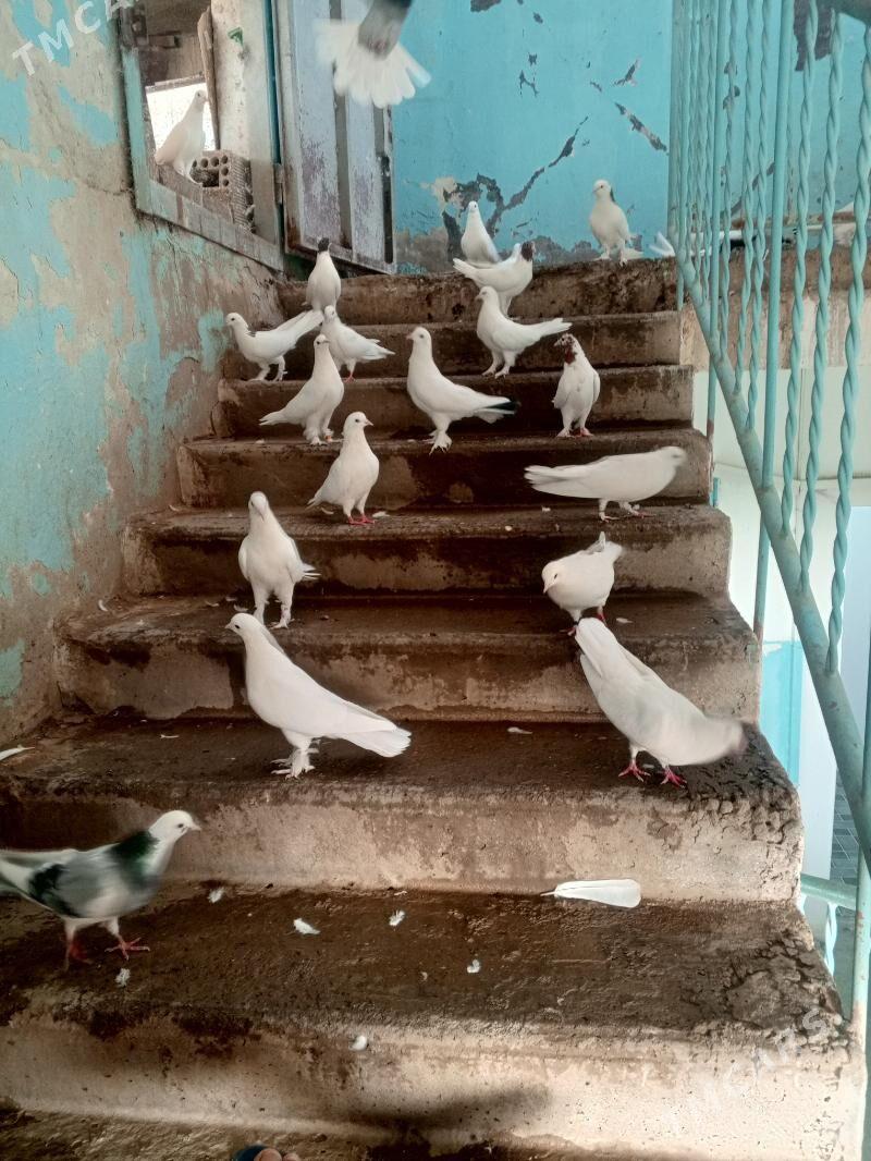 kepderi - Aşgabat - img 5