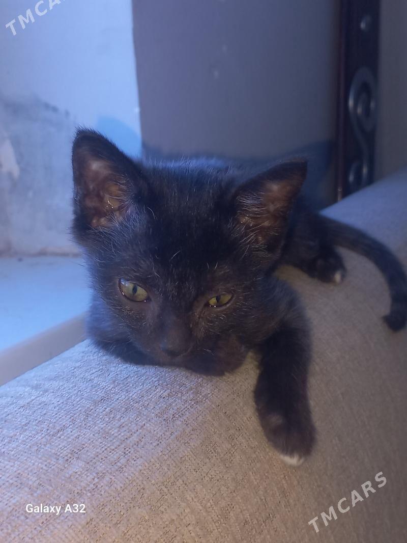 pisik - Daşoguz - img 3