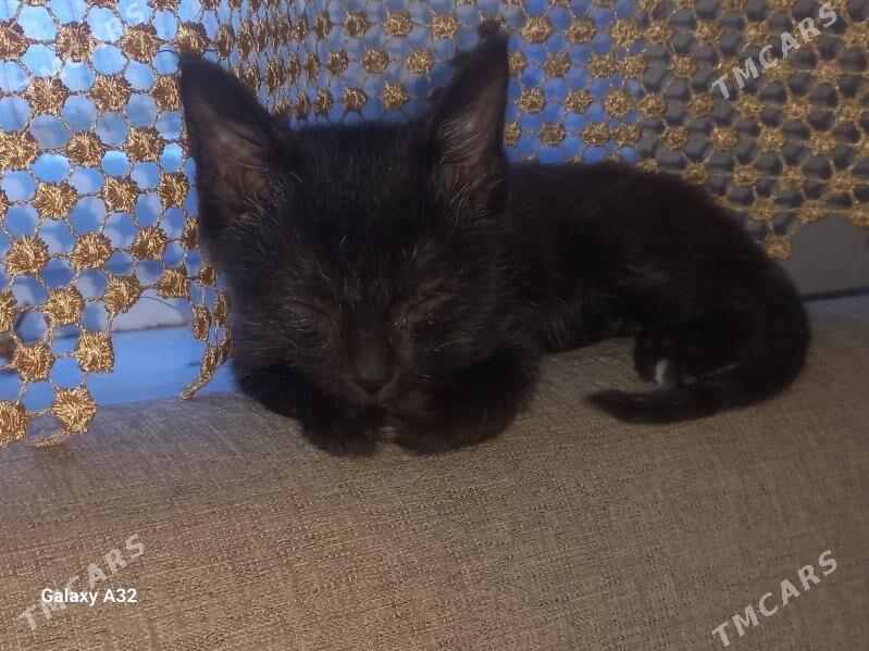 pisik - Daşoguz - img 2