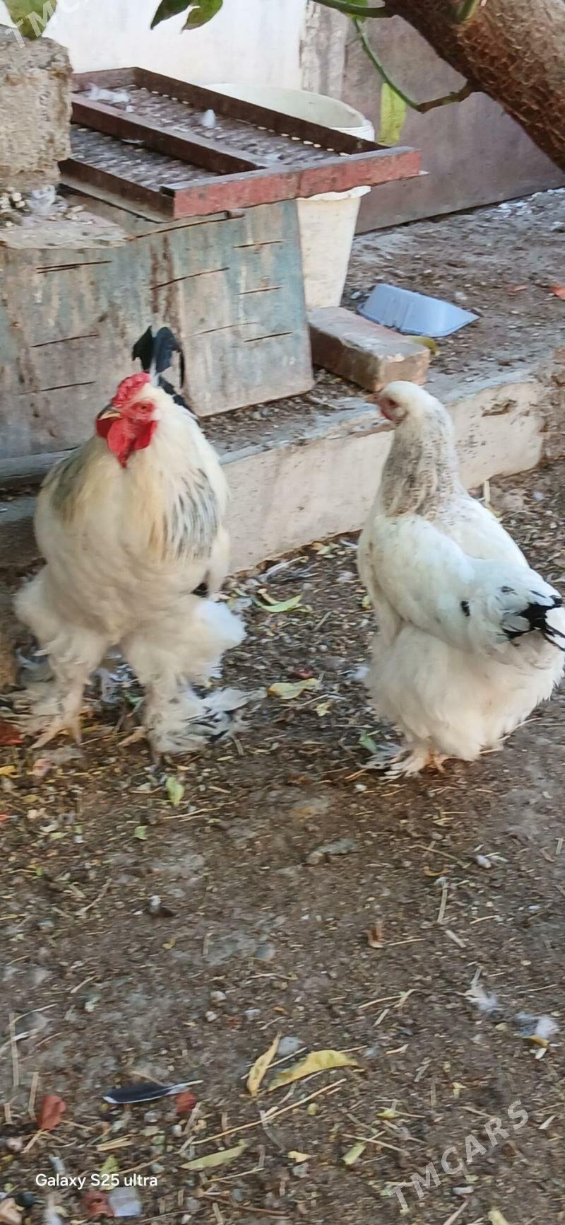 Brama - Aşgabat - img 3