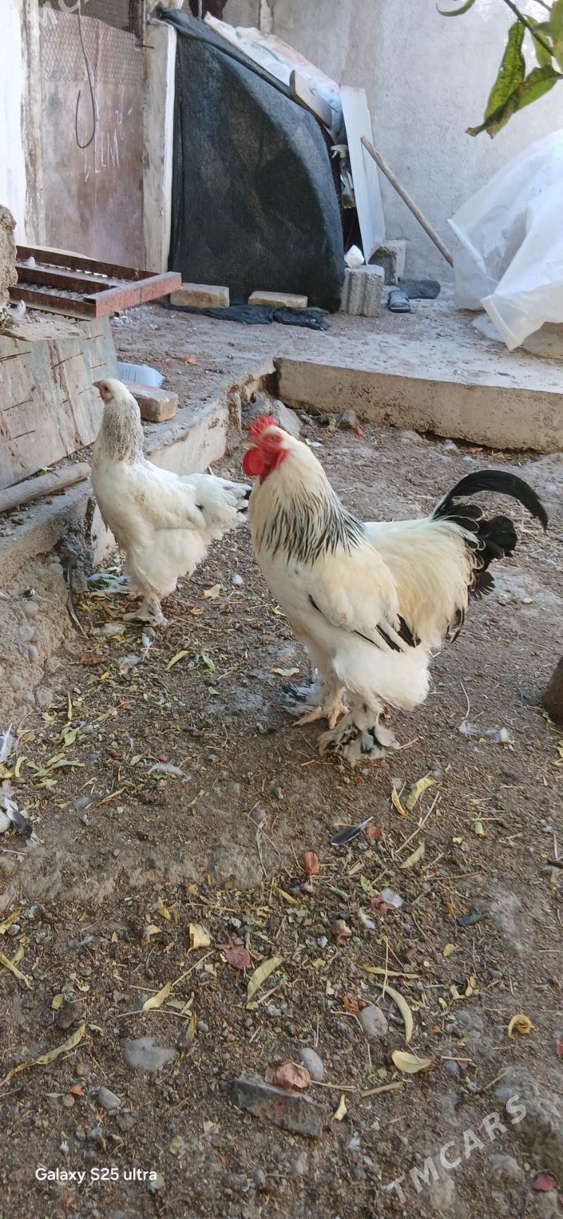 Brama - Aşgabat - img 2