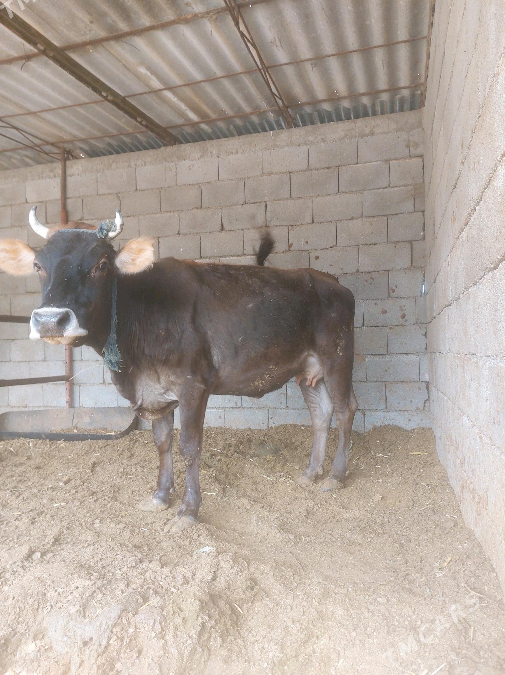 sygyr - Büzmeýin - img 4