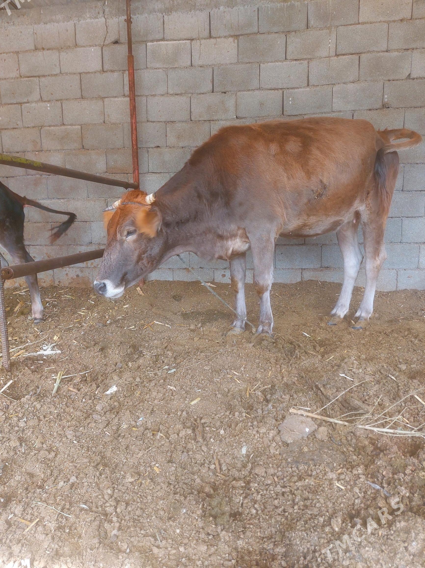 sygyr - Büzmeýin - img 1