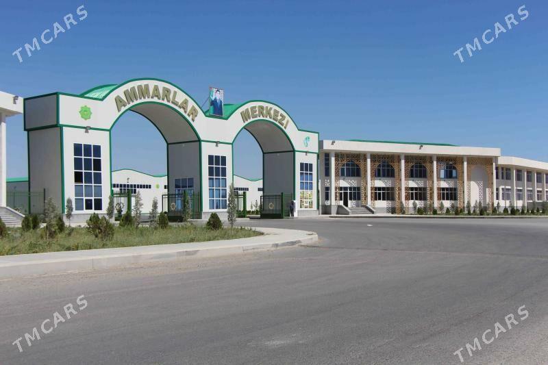 Ammarlar - Ak bugdaý etraby - img 1