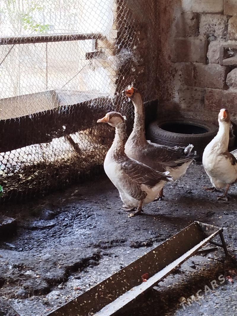 gazlar we bayets horaz - Туркменабат - img 4