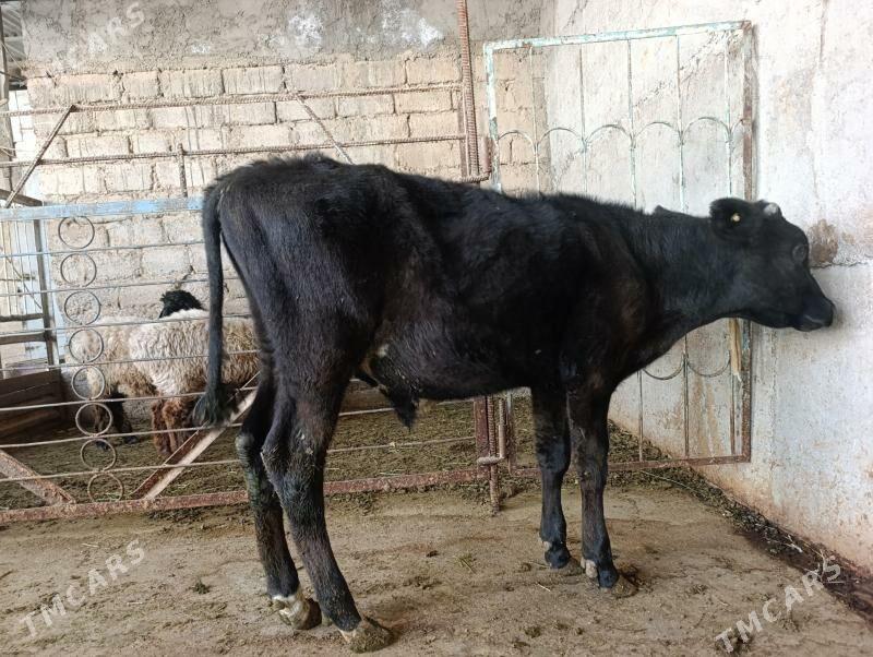 gibrit öküz - Bagyr - img 2