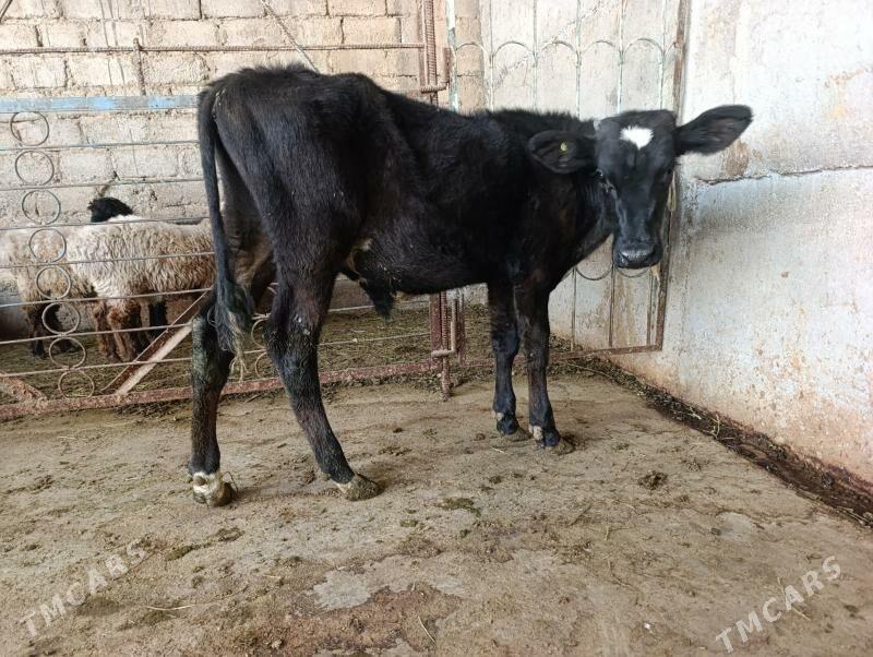 gibrit öküz - Bagyr - img 3