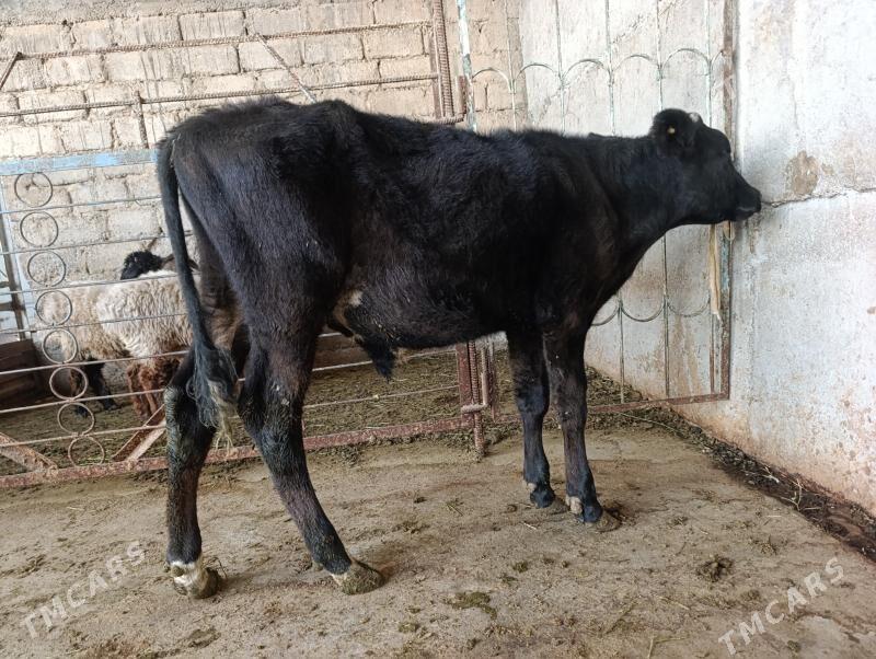 gibrit öküz - Bagyr - img 4