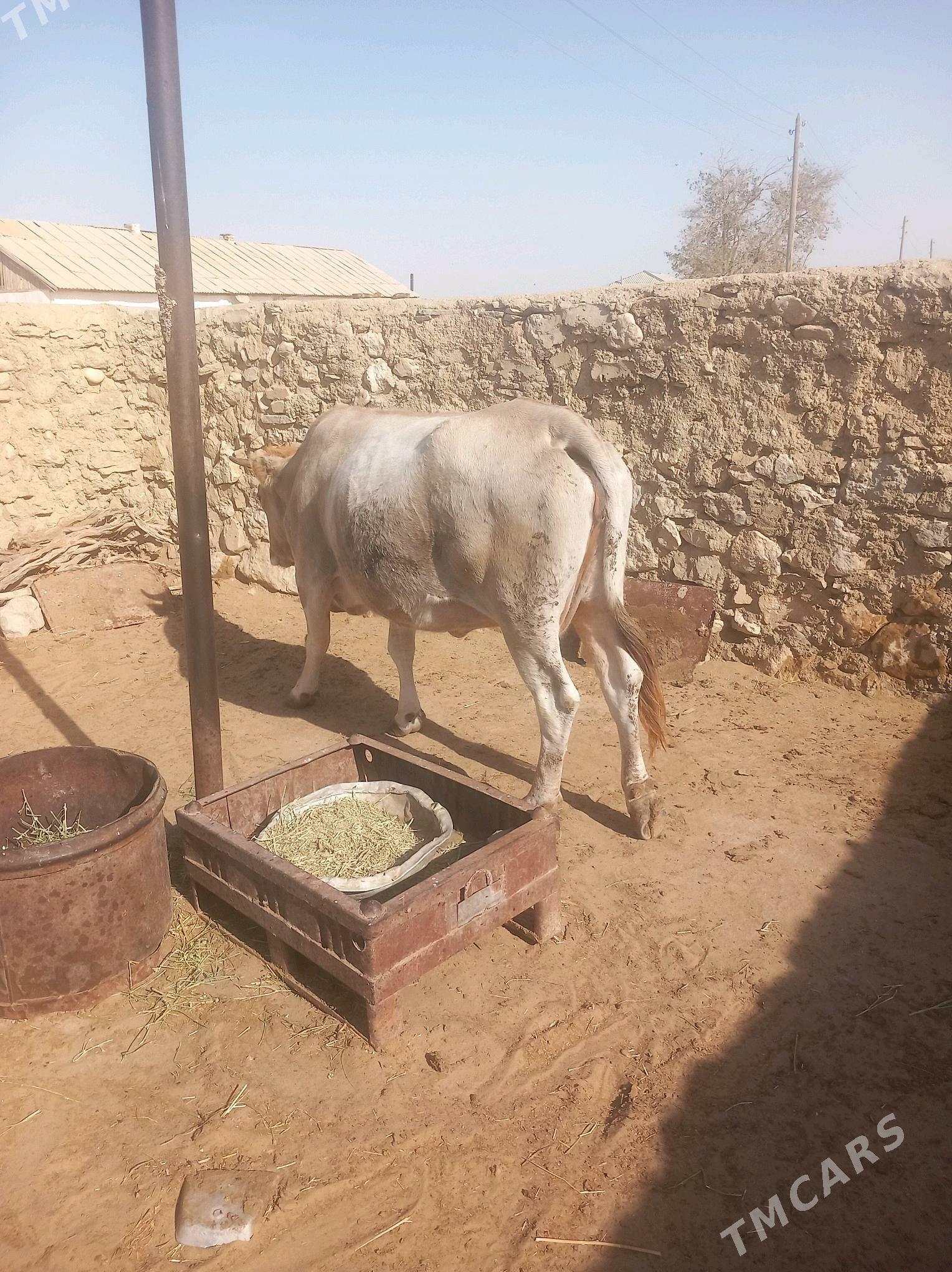 Sygyr - Балканабат - img 1