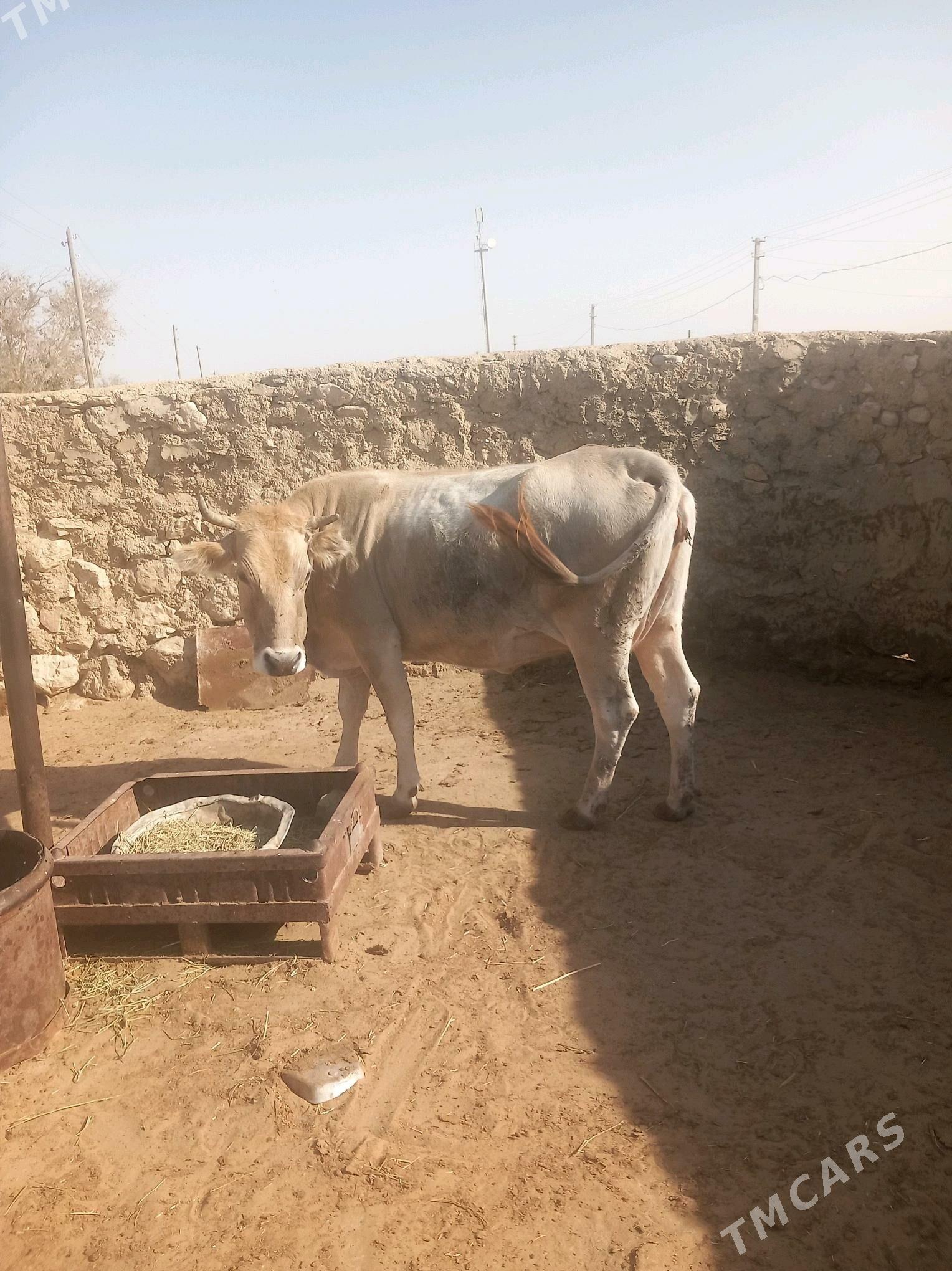 Sygyr - Балканабат - img 3