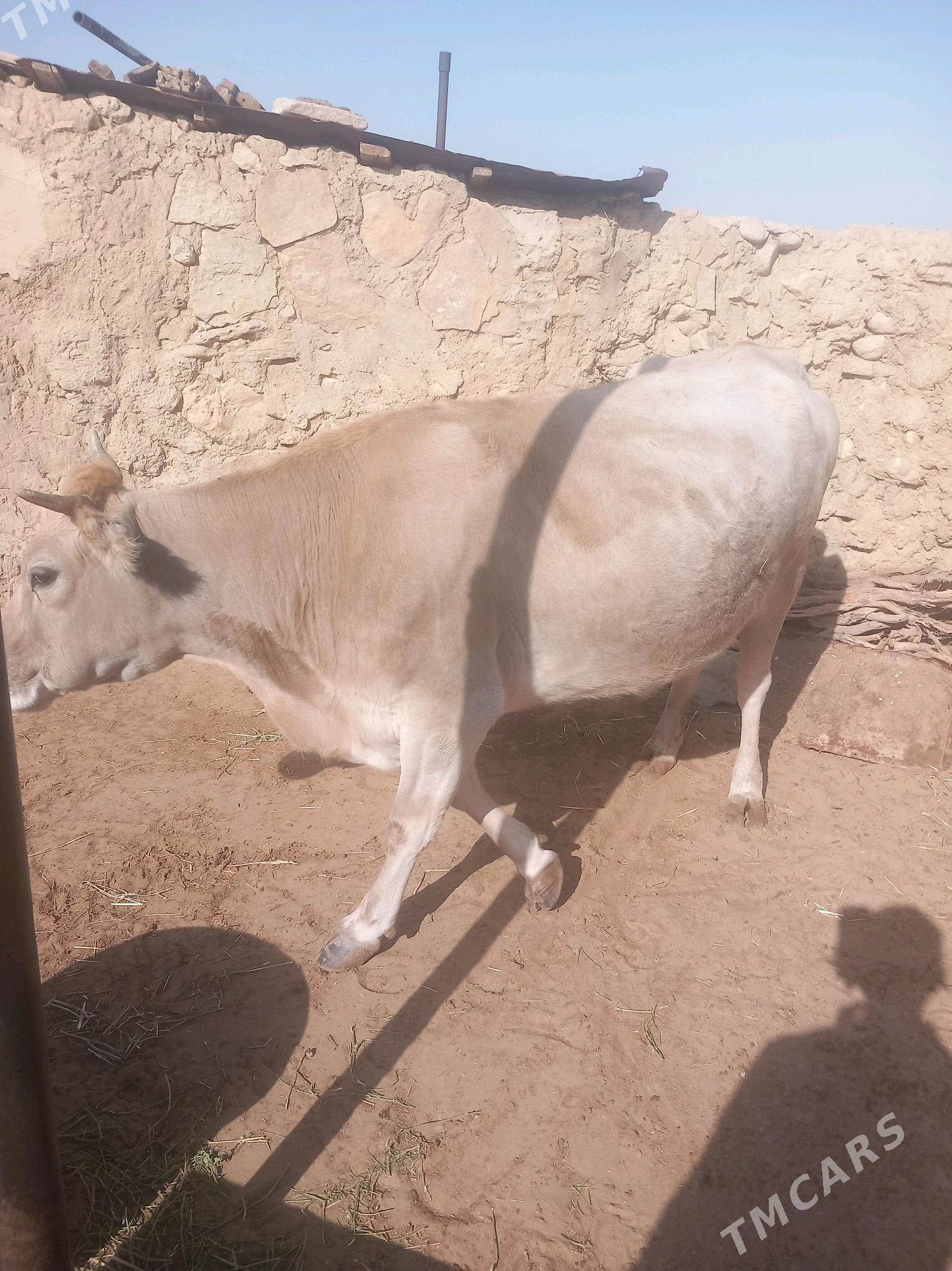 Sygyr - Балканабат - img 2