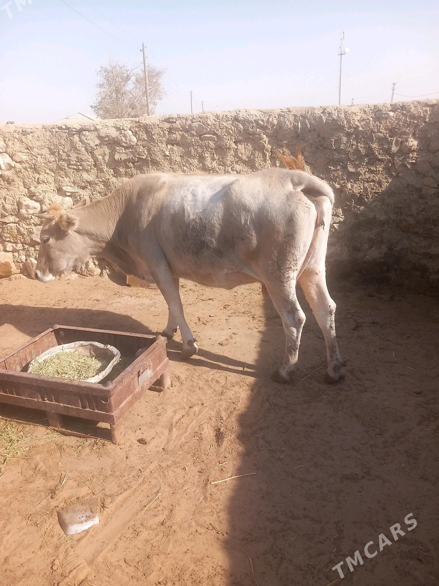 Sygyr - Балканабат - img 4