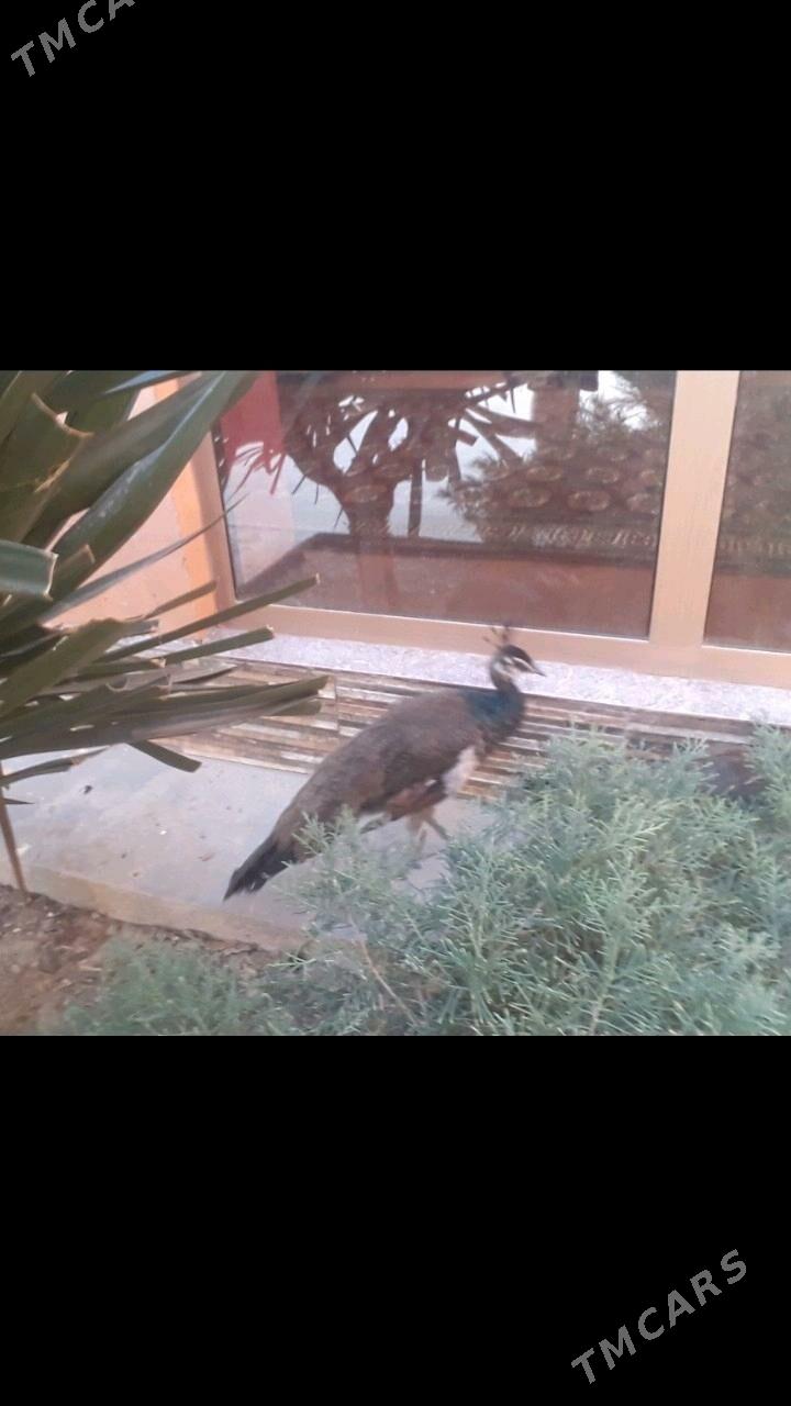 tawus - Bereket - img 1