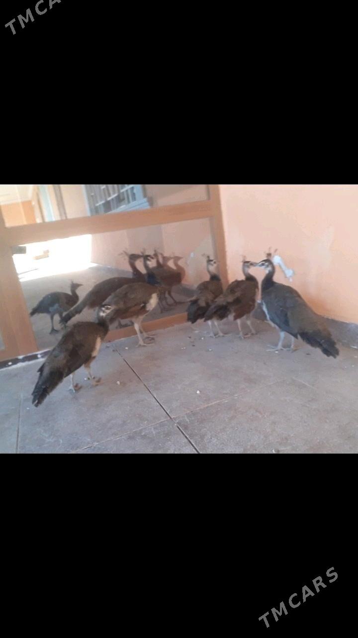 tawus - Bereket - img 2