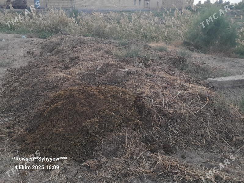 Sygyr dersi - Murgap - img 2