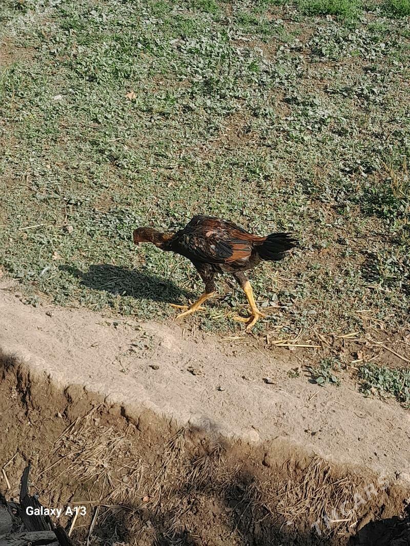 baysok juyje - Çärjew - img 2