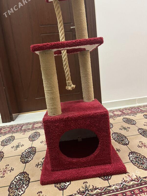 кошачий домик - Ашхабад - img 2