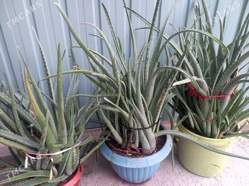 цветы комнатные - Мары - img 1