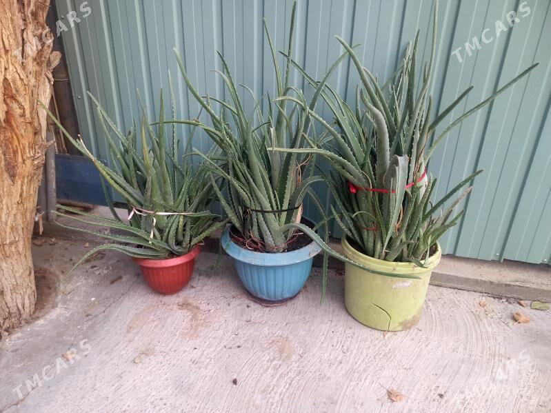 цветы комнатные - Мары - img 2