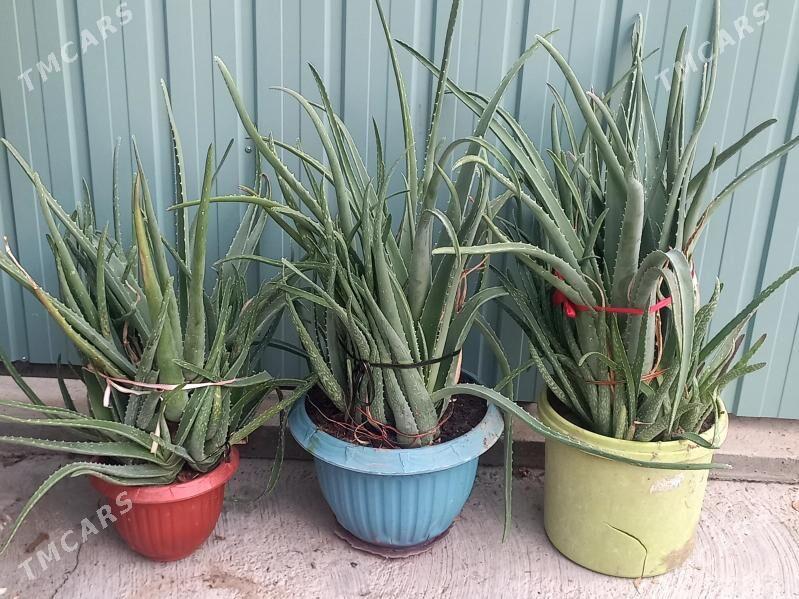 цветы комнатные - Мары - img 3