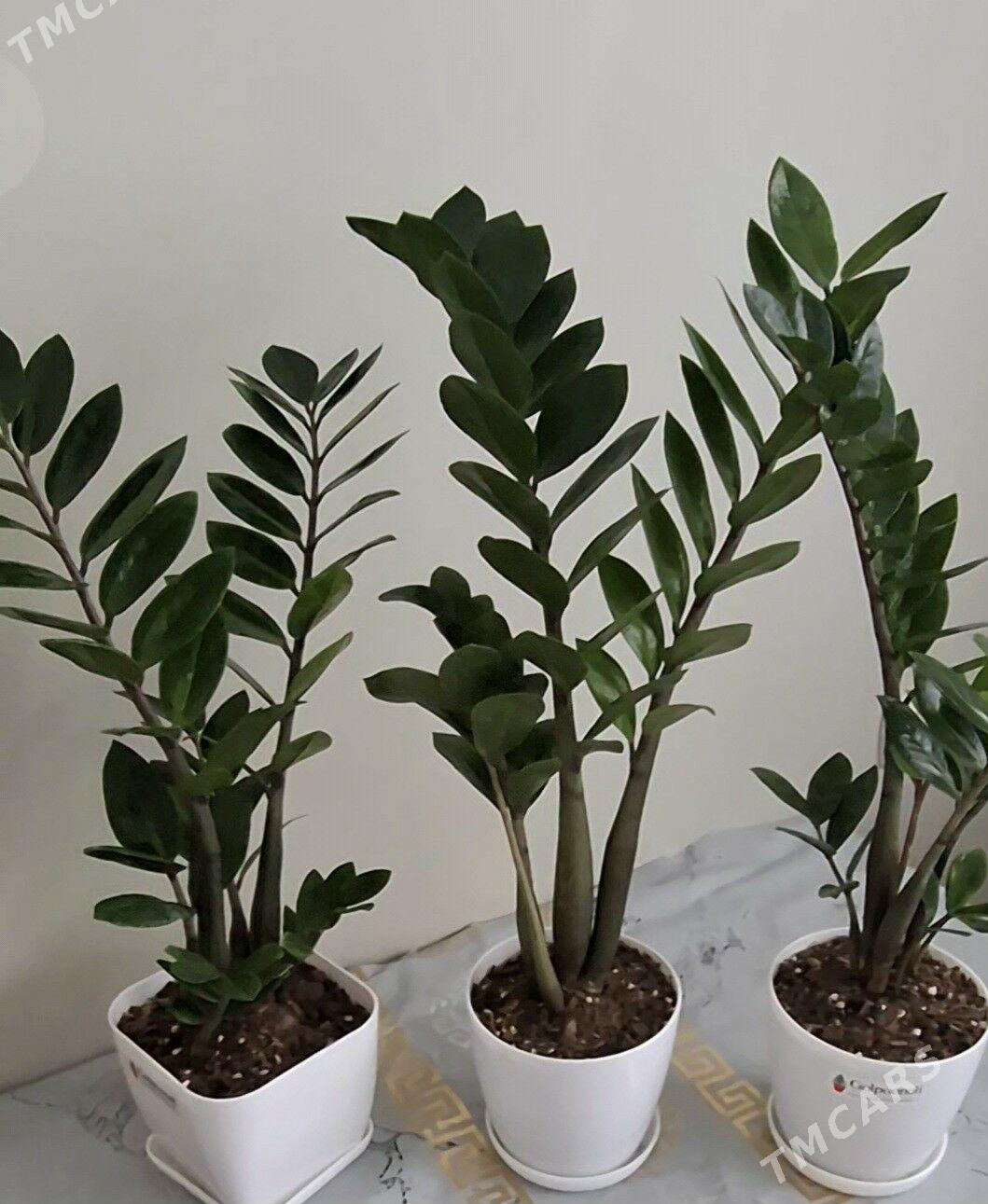 gul комнатные растения - Parahat 2 - img 1