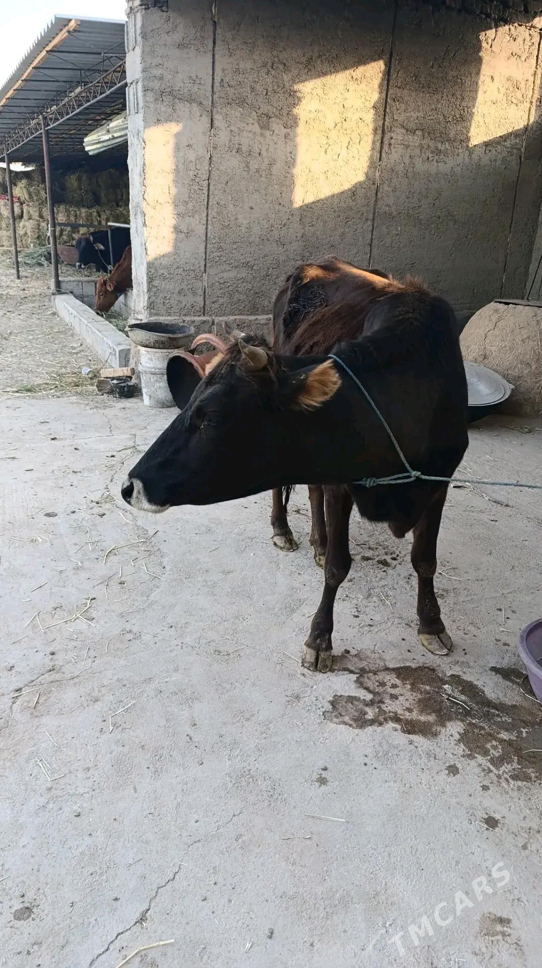 sygyr - Köýtendag - img 1