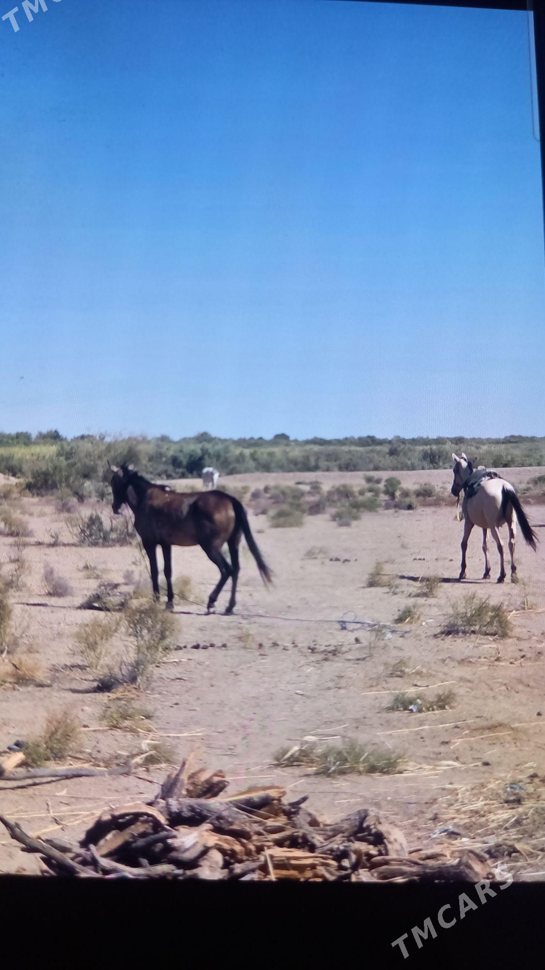 at - Кака - img 1