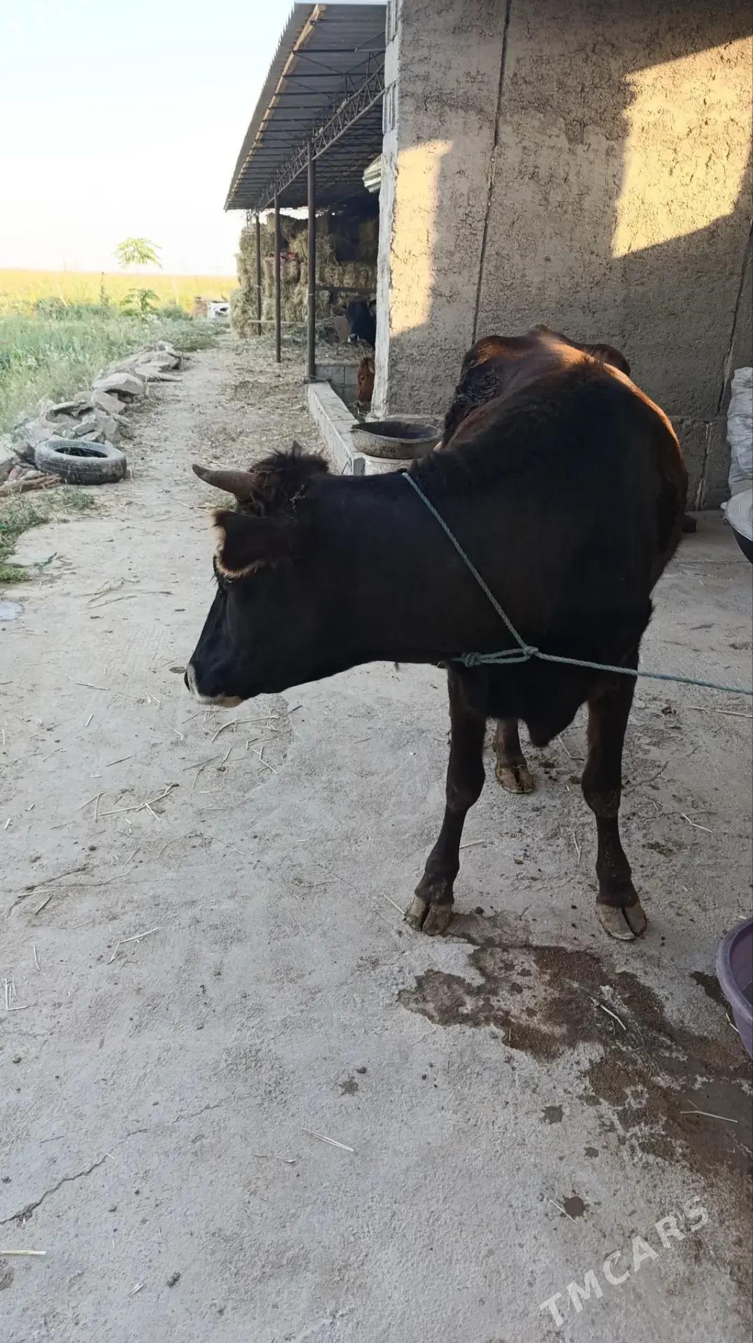 sygyr - Köýtendag - img 2