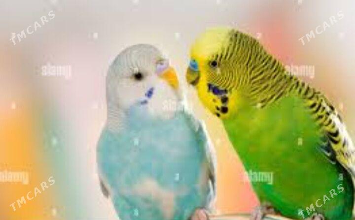 popugay gus popugay - Ашхабад - img 2