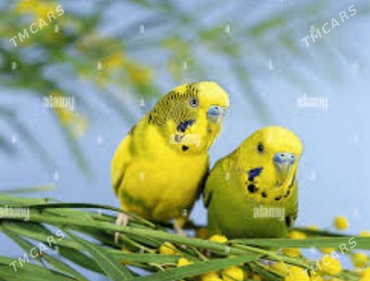 popugay gus popugay - Ашхабад - img 3