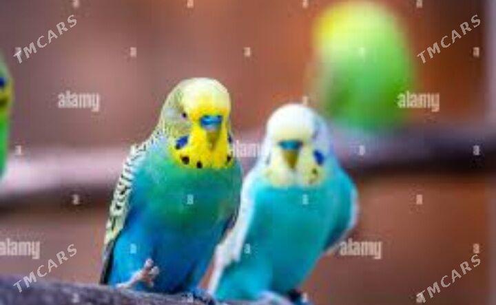 popugay gus popugay - Ашхабад - img 5