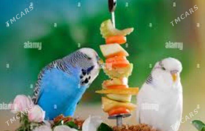 popugay gus popugay - Ашхабад - img 4