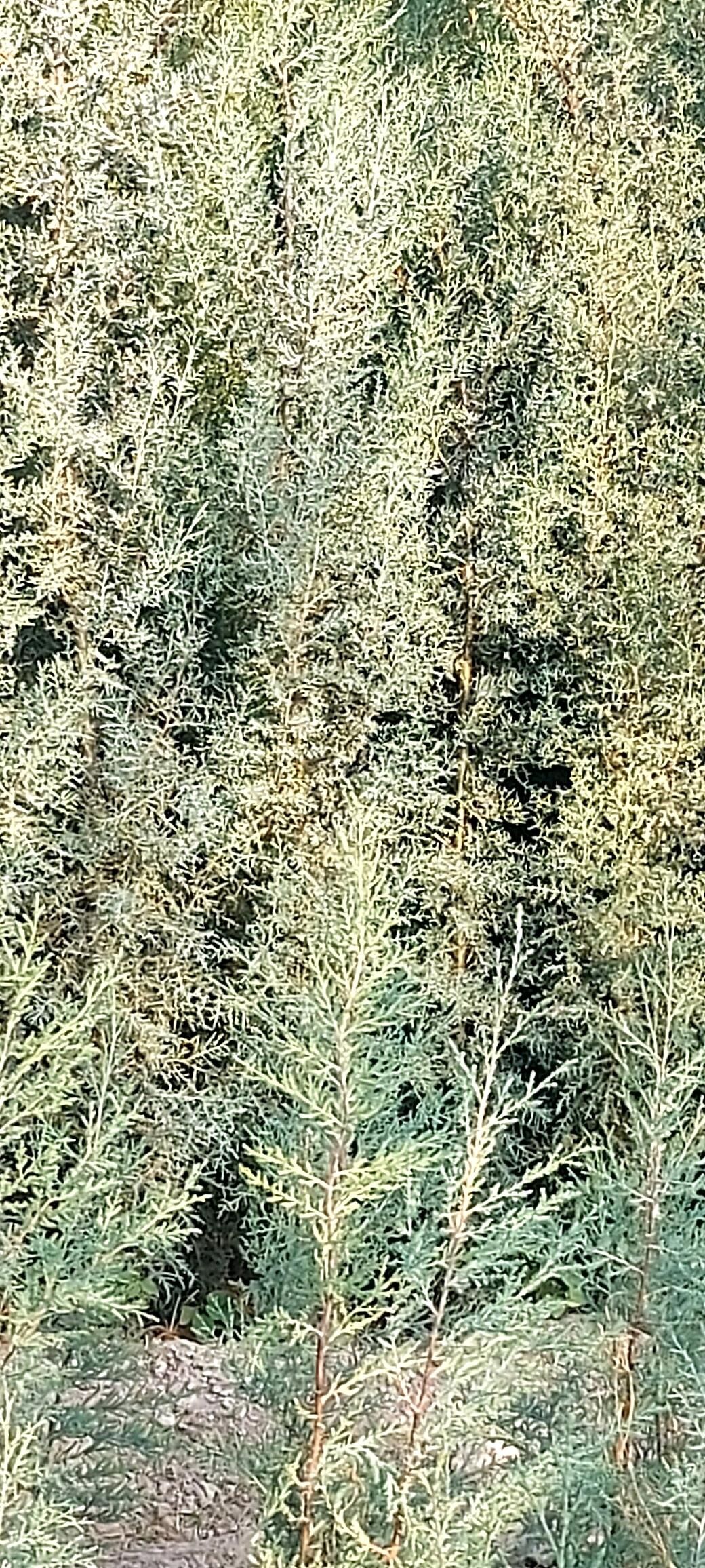 giparist yolka - Сакар - img 5