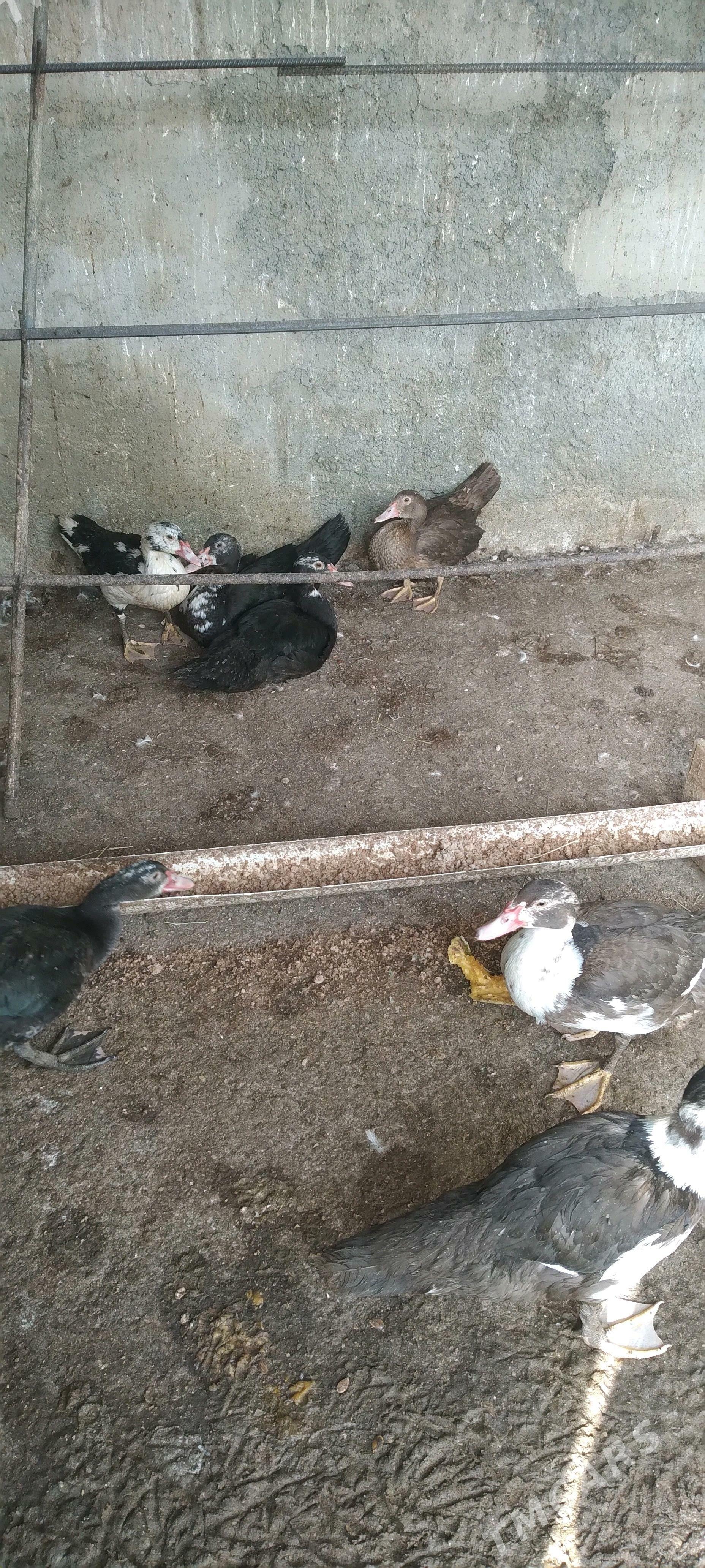 утка - Анев - img 2