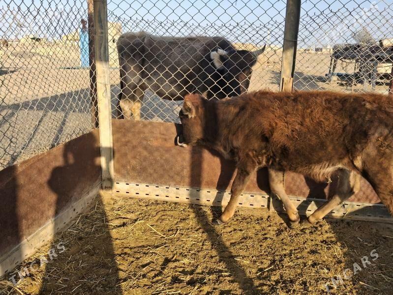 tana - Эсенгулы - img 1