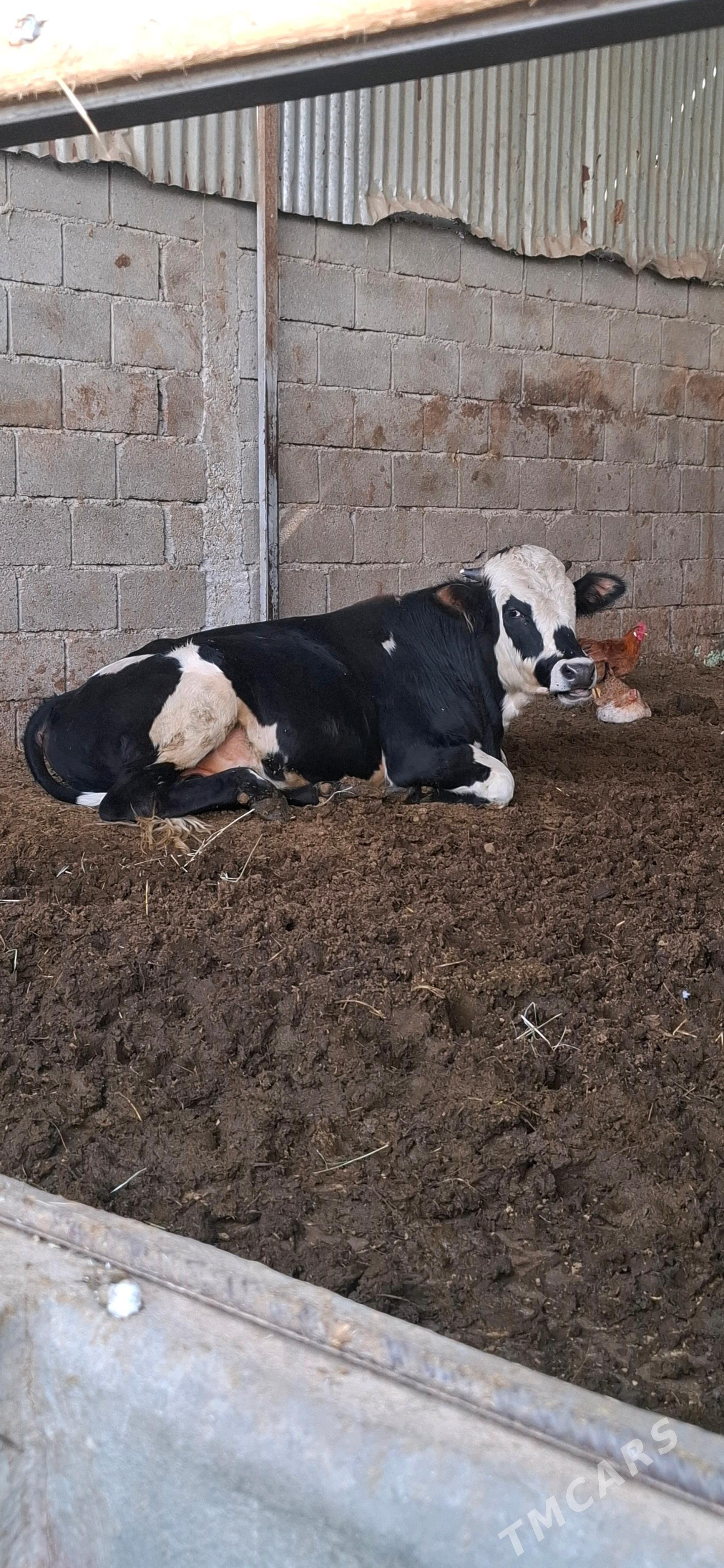 öküz - Gökdepe - img 1