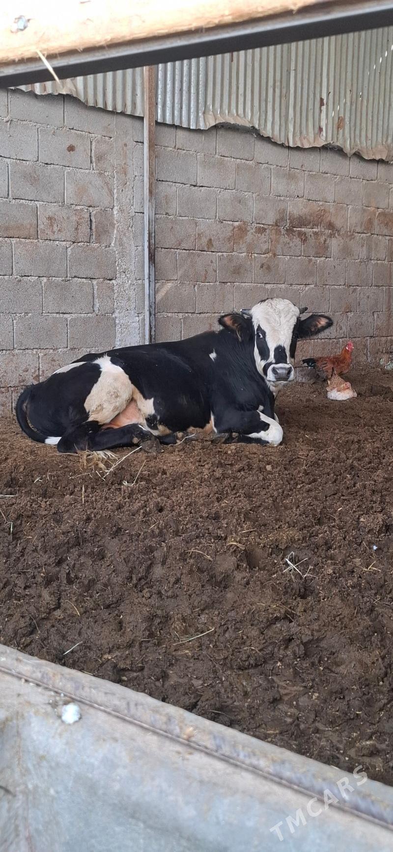 öküz - Gökdepe - img 2