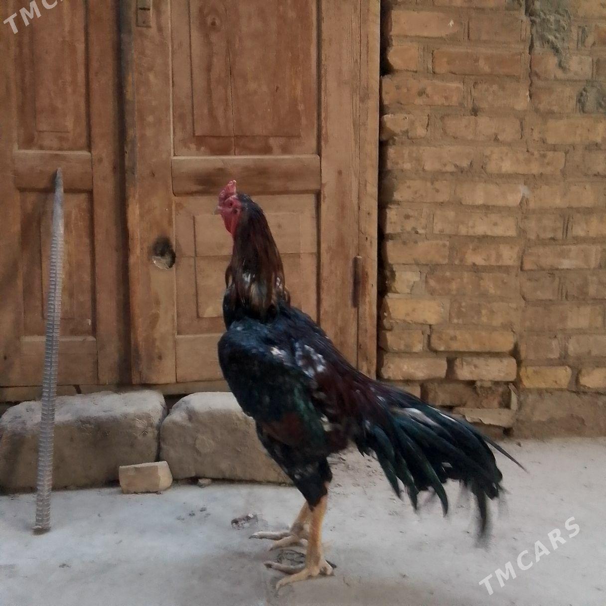 байсов хораз - Туркменабат - img 1