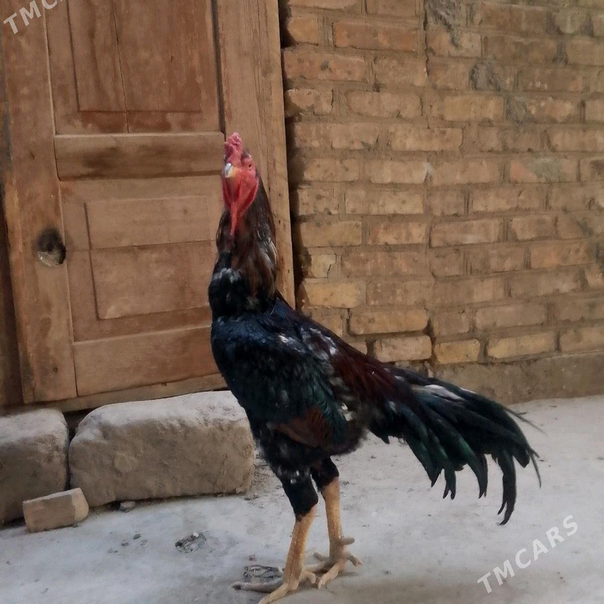 байсов хораз - Туркменабат - img 2