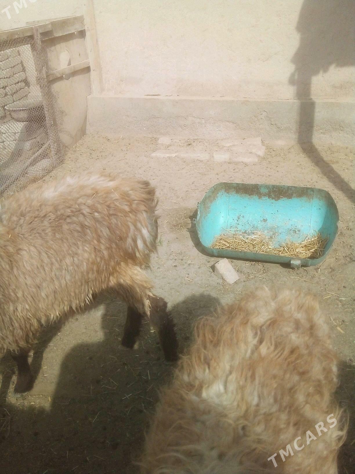 goyun goclar - Daşoguz - img 1