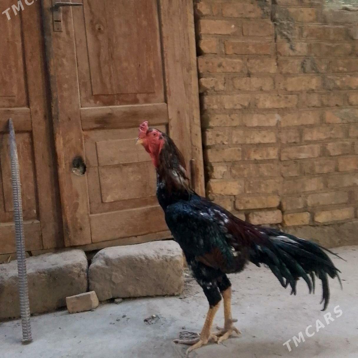 байсов хораз - Туркменабат - img 3