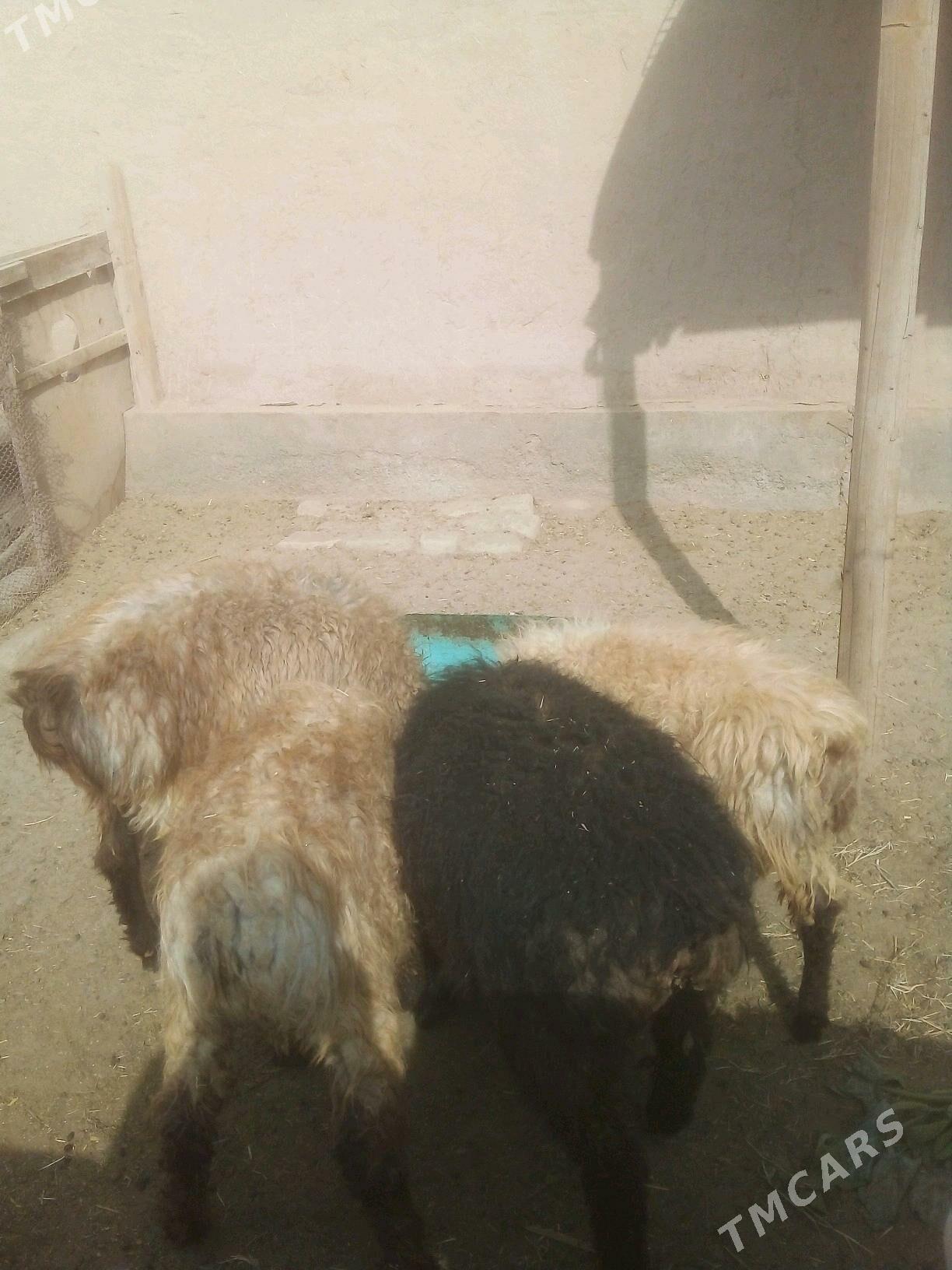 goyun goclar - Daşoguz - img 2