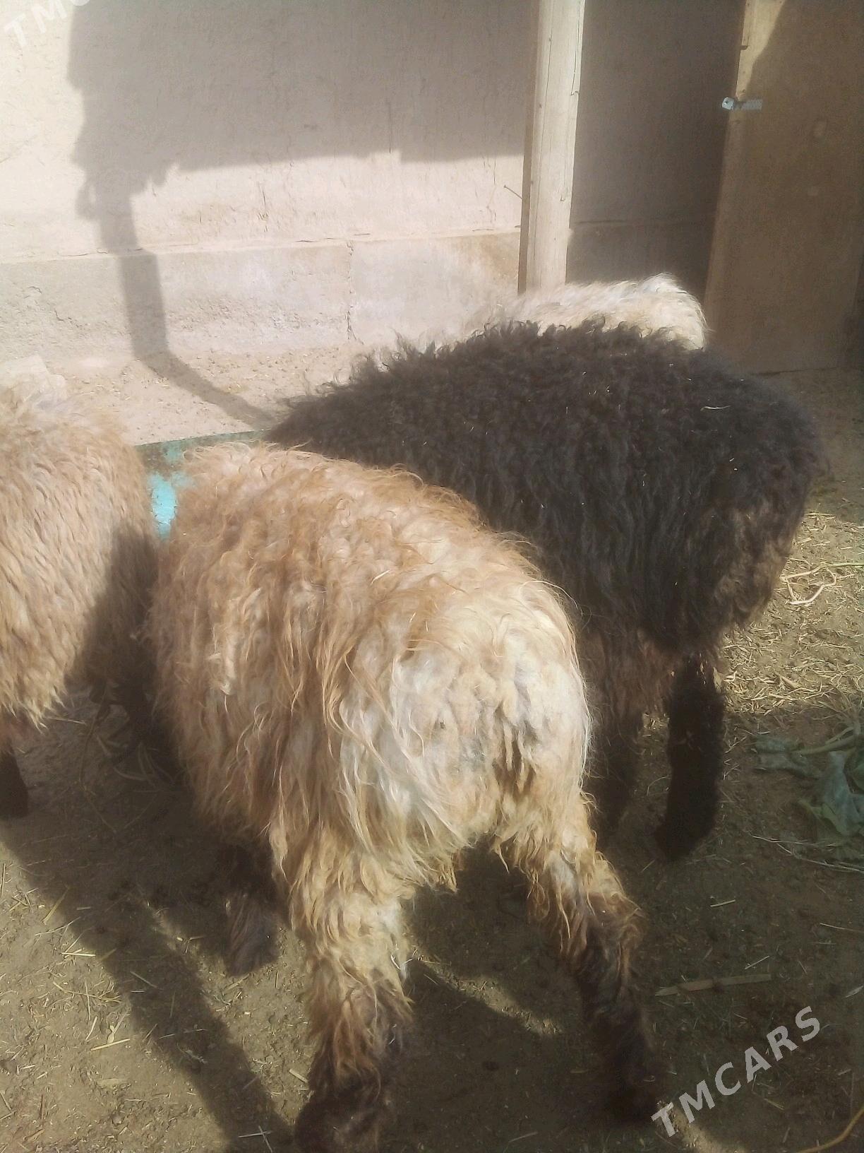 goyun goclar - Daşoguz - img 3